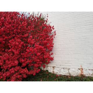 Online Orchards 1 Gal. Dwarf Burning Bush Shrub (2-Pack) SBEU004