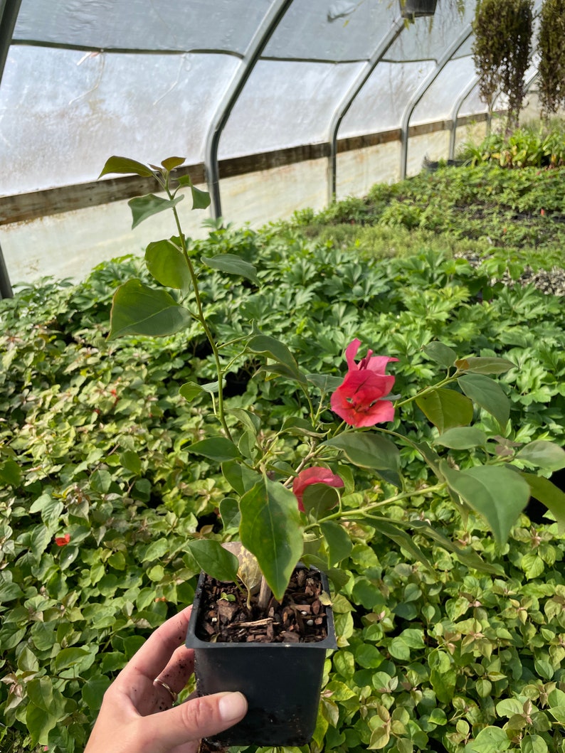 2 Bougainvillea 'Sharon Wesley' Plants in 4