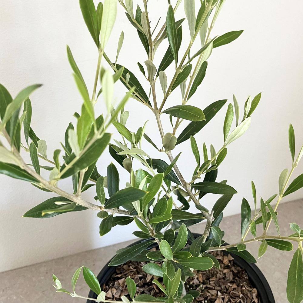 Alder  Oak #2 Container Leccino Olive Tree OLLE02