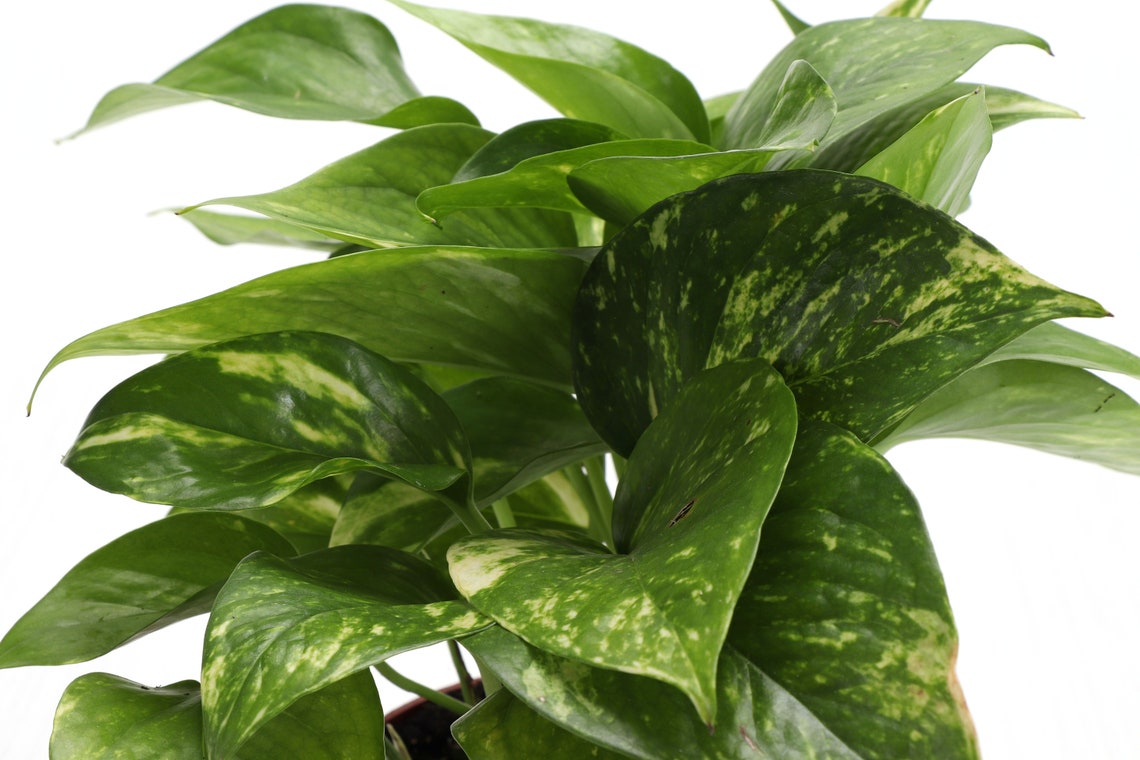 Live Golden Pothos Plant - 6