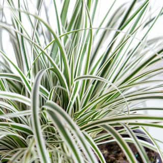 SOUTHERN LIVING 2.5 Qt. Evercolor Everest Carex (Sedge Grass) Live Perennial with White Striped Green Foliage 0728Q