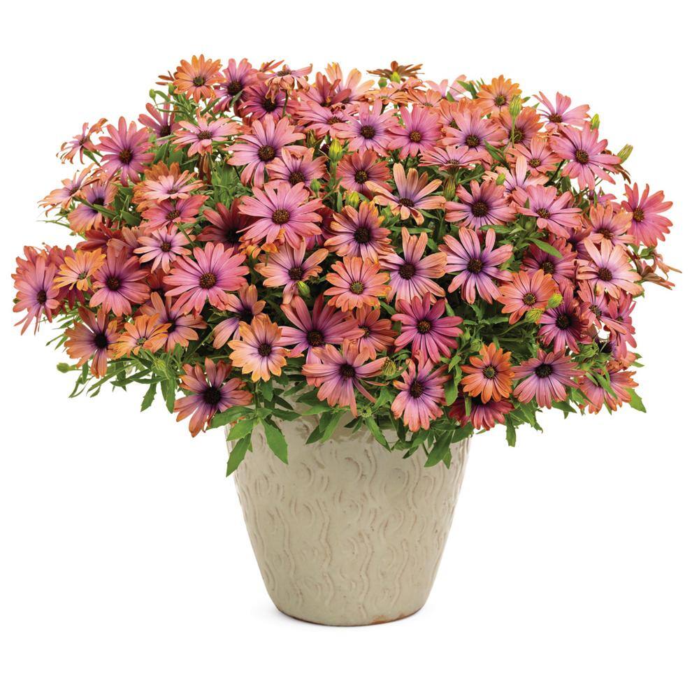 PROVEN WINNERS 4.25 in. Eco+Grande Bright Lights Horizon Sunset African Daisy (Osteospermum hybrid) Live Plant Pink Flowers (4-Pack) OSTPRW3007504