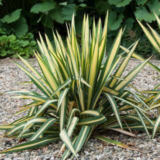 Online Orchards 1 Gal. Golden Sword Yucca Shrub SBYC001