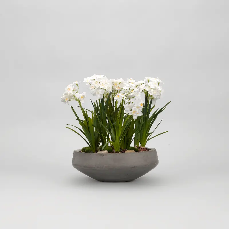 Paperwhite Bulbs Arrangement in Round Concrete Bowl