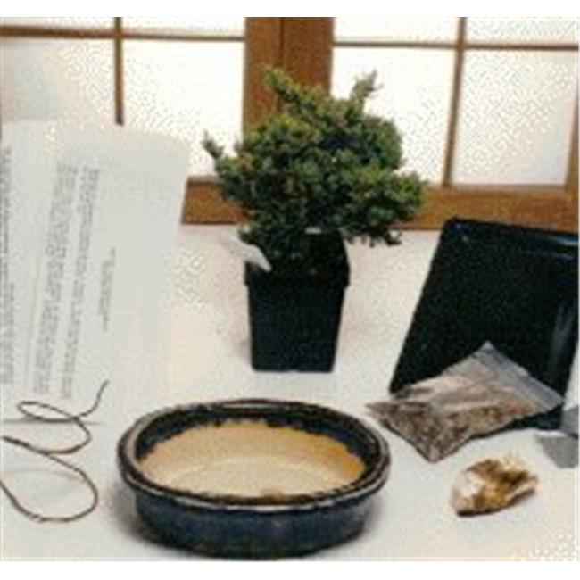 Bonsai Boy a1076 Basic Starter Kit - Juniper Procumbens - Make Your Own Bonsai Tree