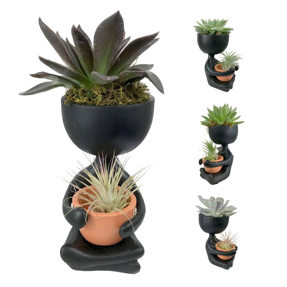 Wekiva Foliage Zen Harmony Planter - Live Plants in a Decorative Pot - Cactus Succulent Air Plant - A Symbol of Serenity and Beauty ZenHarmonyPlanter