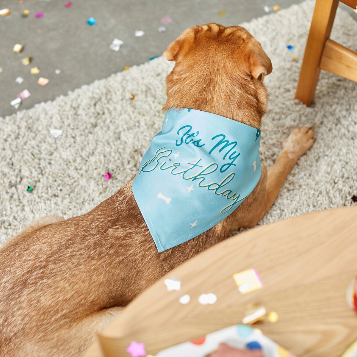 Frisco It's My Birthday Dog and Cat Bandana， Blue