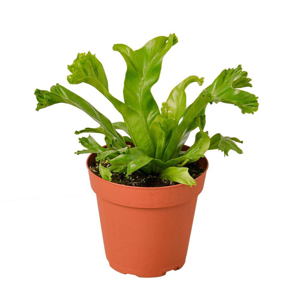 Birds Nest Leslie Fern (Asplenium nidus) Plant in 4 in. Grower Pot 4_FERN_LESLIE