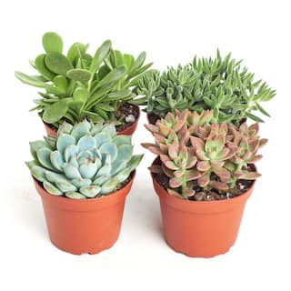 Shop Succulents 4 in. Assorted Succulent Collection Succulent (Collection of 4) A4-4