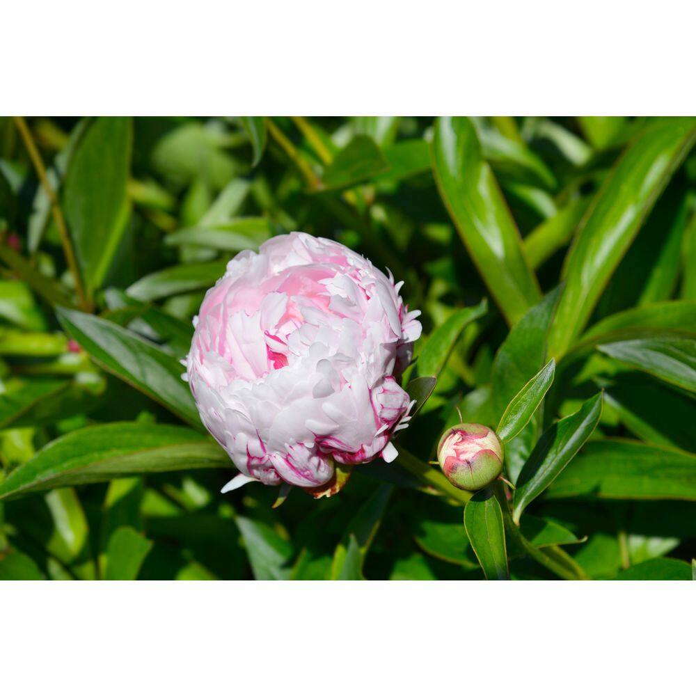 BELL NURSERY 2 Gal. Sarah Bernhardt Peony (Paeonia) Live Shrub with Pastel Pink Double Blooms PEONY2SBP1PK