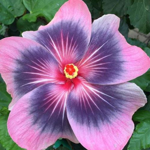 Hibiscus ‘Midnight Tryst’ (Hibiscus rosa-sinensis hybrid) Flower Shrub， Blue Flowers Hardy Korean Rose of Sharon Starter 25+ seeds pack