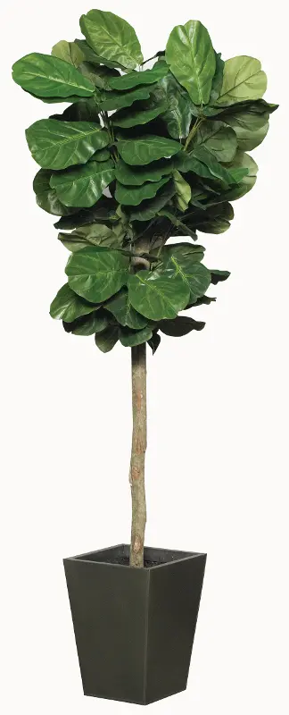 6 Foot Artificial Fig Tree Arrangement in Zinc Pot