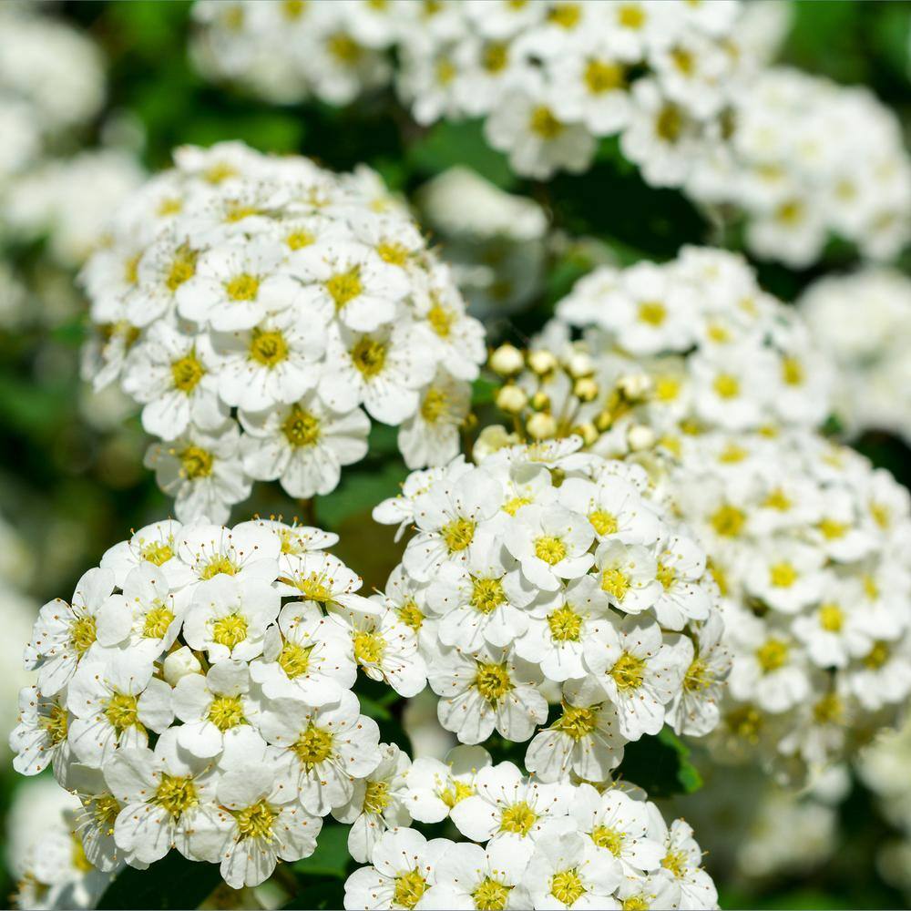 national PLANT NETWORK 2.25 Gal. Spirea Reeves Flowering Shrub with White Blooms HD7168