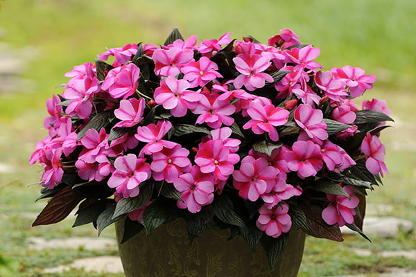 Expert Gardener 1.5 Gallon New Guinea Impatiens Hanging Basket (1 Count Pack) Various Colors， Annual Live Plant