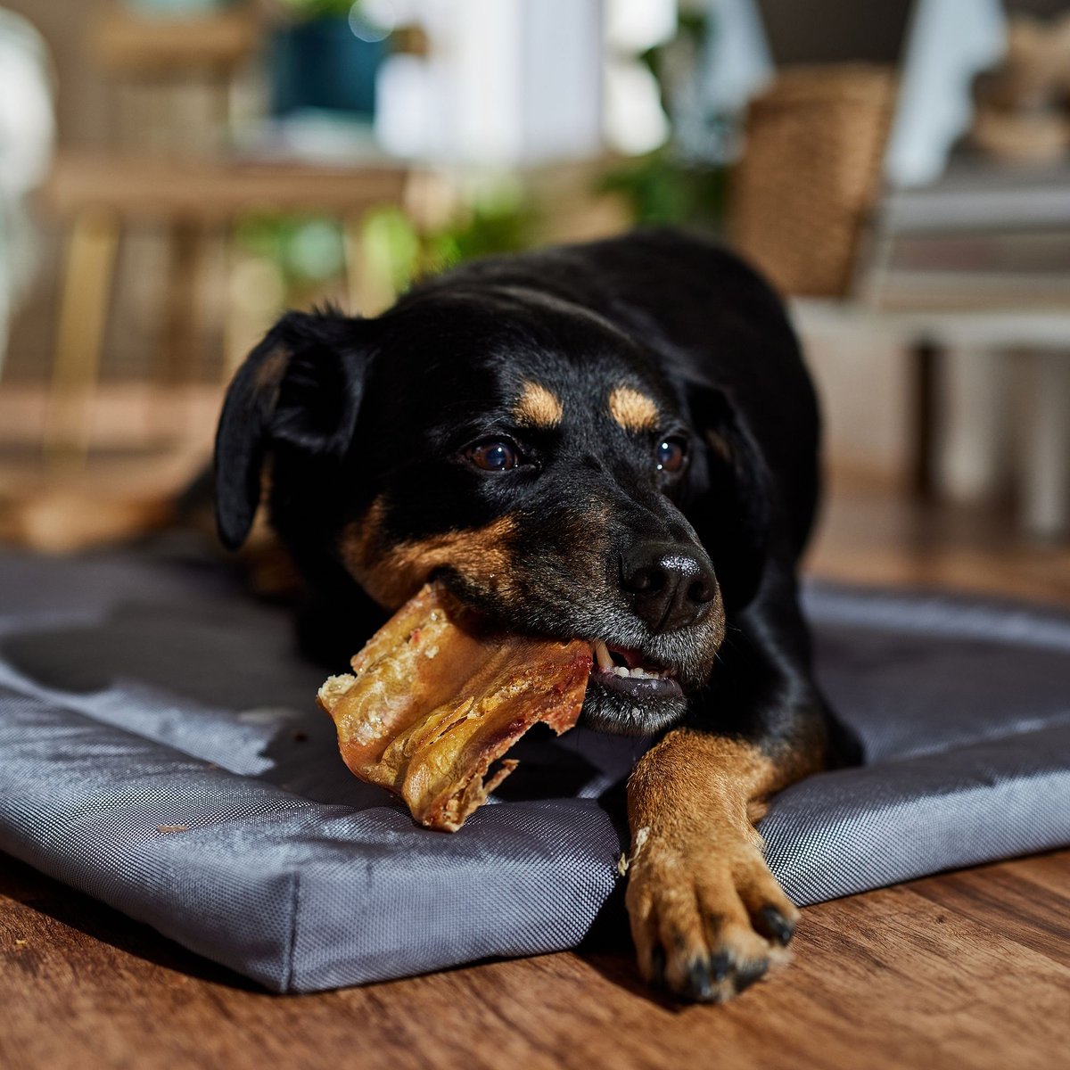 Bones and Chews Pig Ear Chews Dog Treats