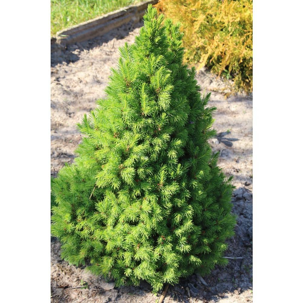 Online Orchards 1 Gal. Dwarf Alberta Spruce Shrub Aromatic and Soft Evergreen Foliage Almost no Maintenance Required CFSP001