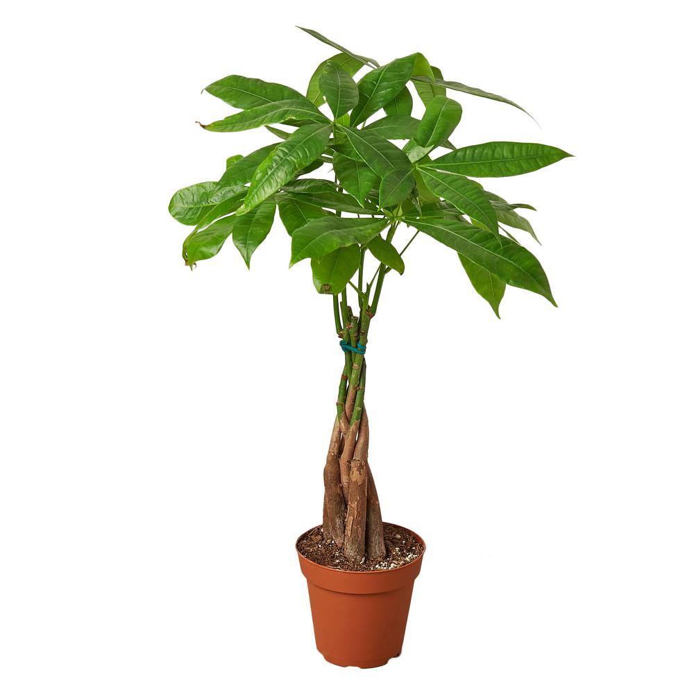 Money Tree Guiana Chestnut (Pachira Braid) Plant in 4 in. Grower Pot 6_PACHIRA_BRAID