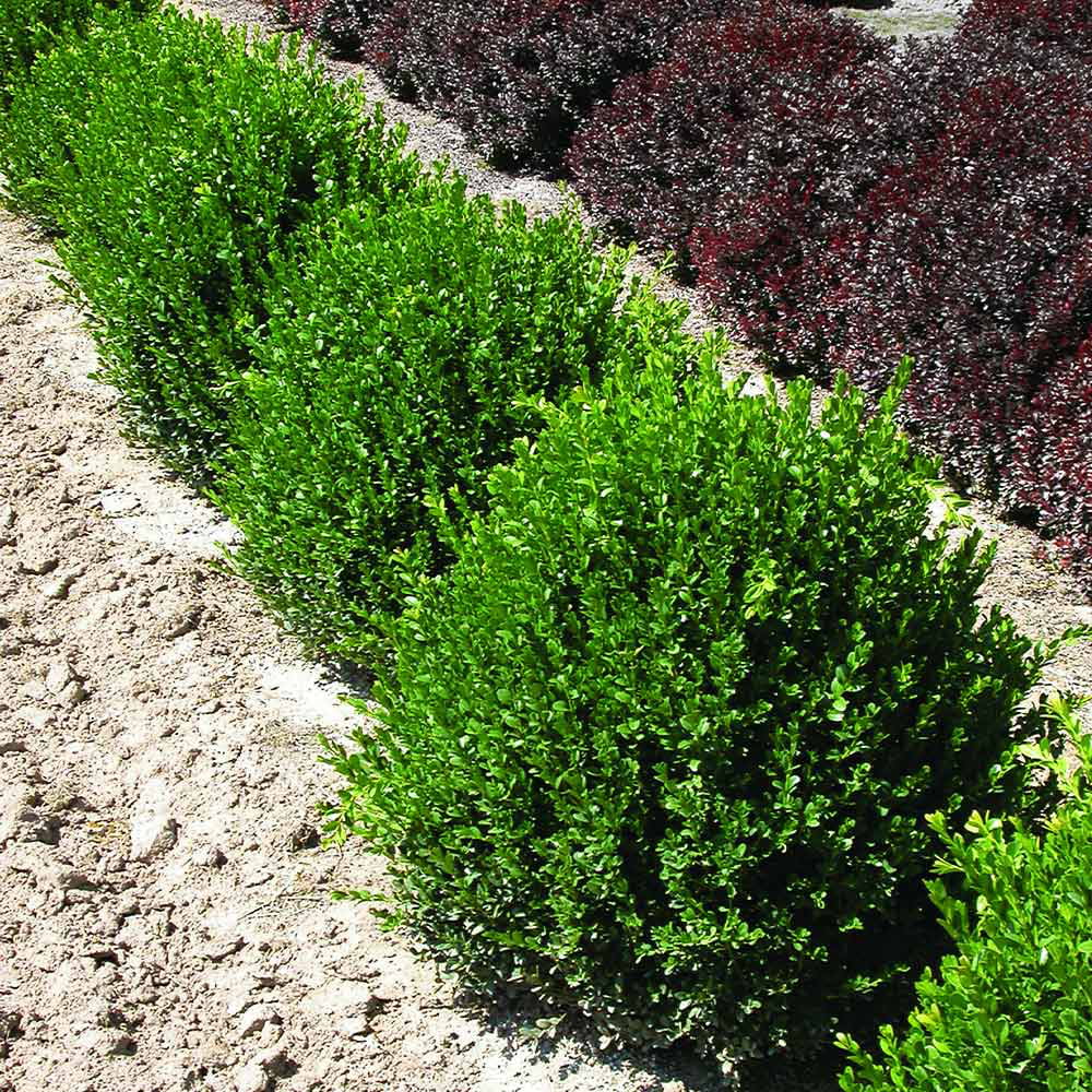 Green Velvet Boxwood Shrub