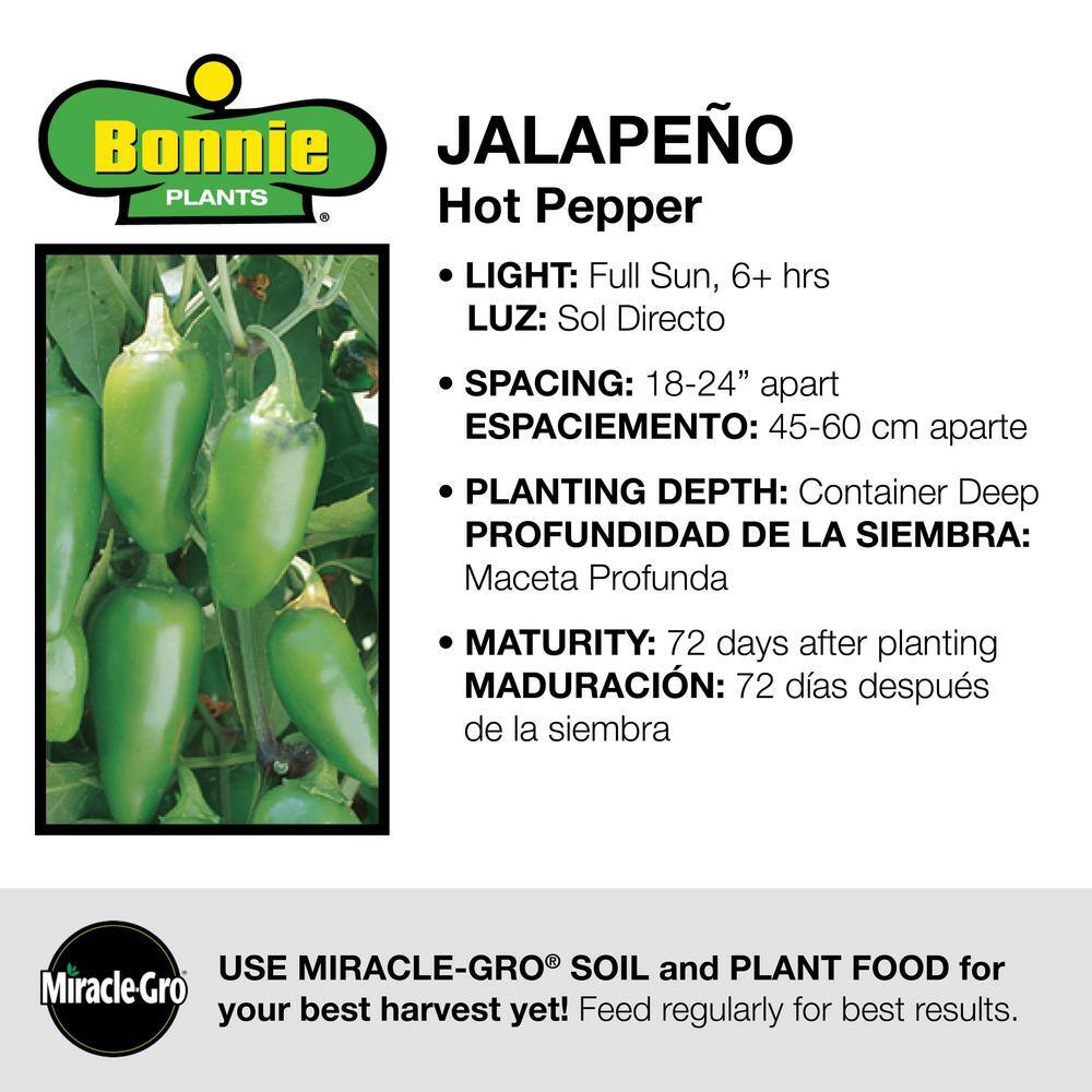 Bonnie Plants 19 oz. Hot Jalapeno Pepper Vegetable Plant 2500
