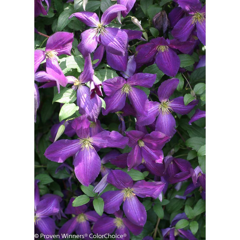 PROVEN WINNERS 1 Gal. Happy Jack Purple (Clematis) Live Shrub Purple Flowers CLMPRC1026101