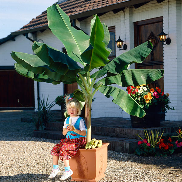 Dwarf Cavendish Banana Tree