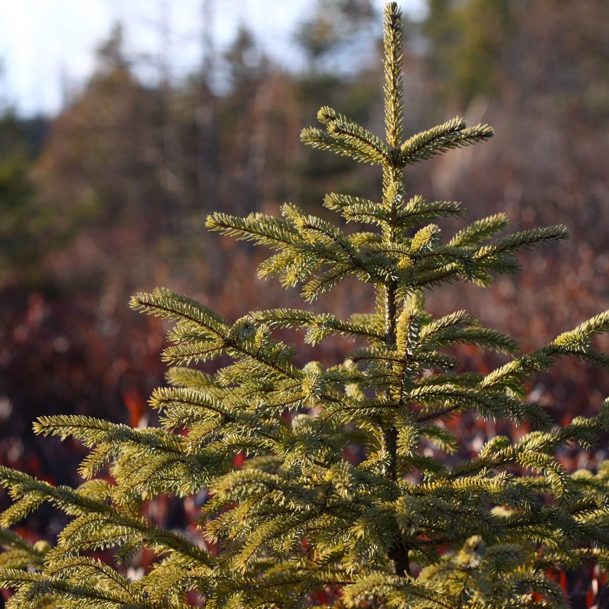 Black Hills Spruce Live Evergreen Tree grown in a 2.50 Quart Pot (1-Pack)