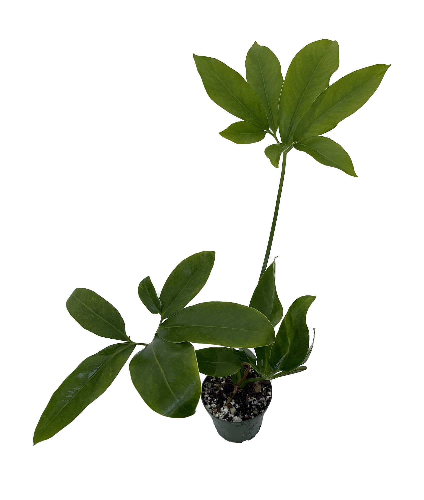 Goeldii Philodendron - 4