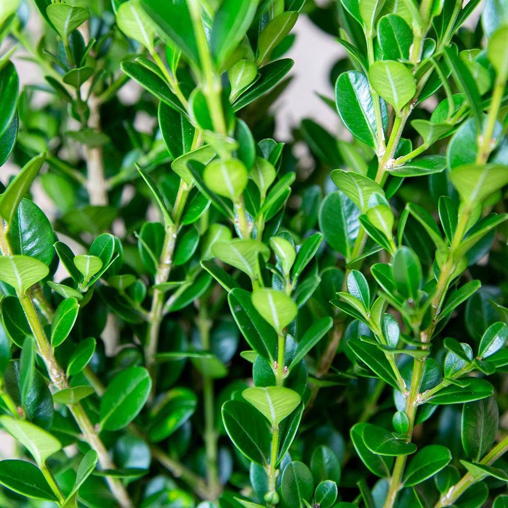 FLOWERWOOD 2.5 Gal - Wintergreen Boxwood Live Shrub Plant Glossy Dark Green Foliage 06173FL
