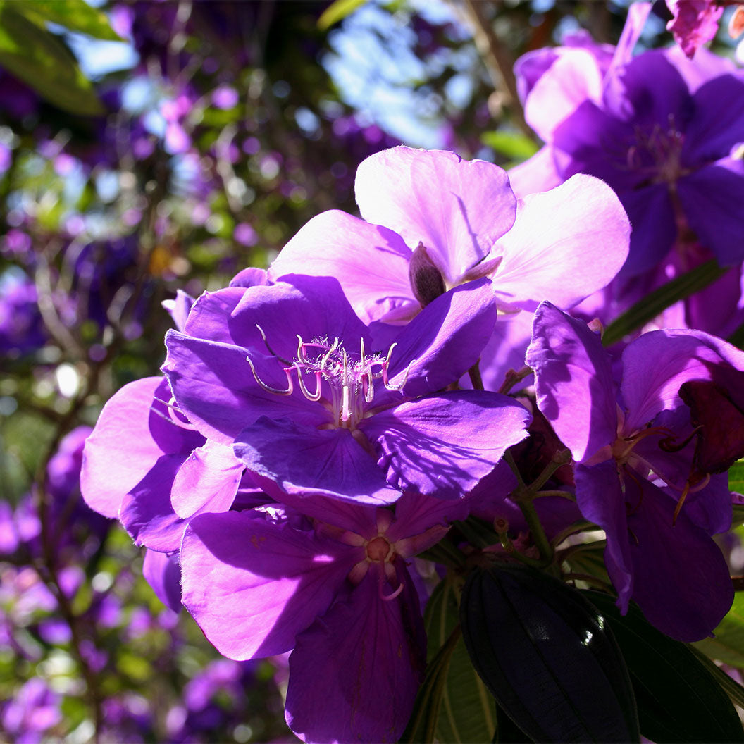 Tibouchina Princess Flower