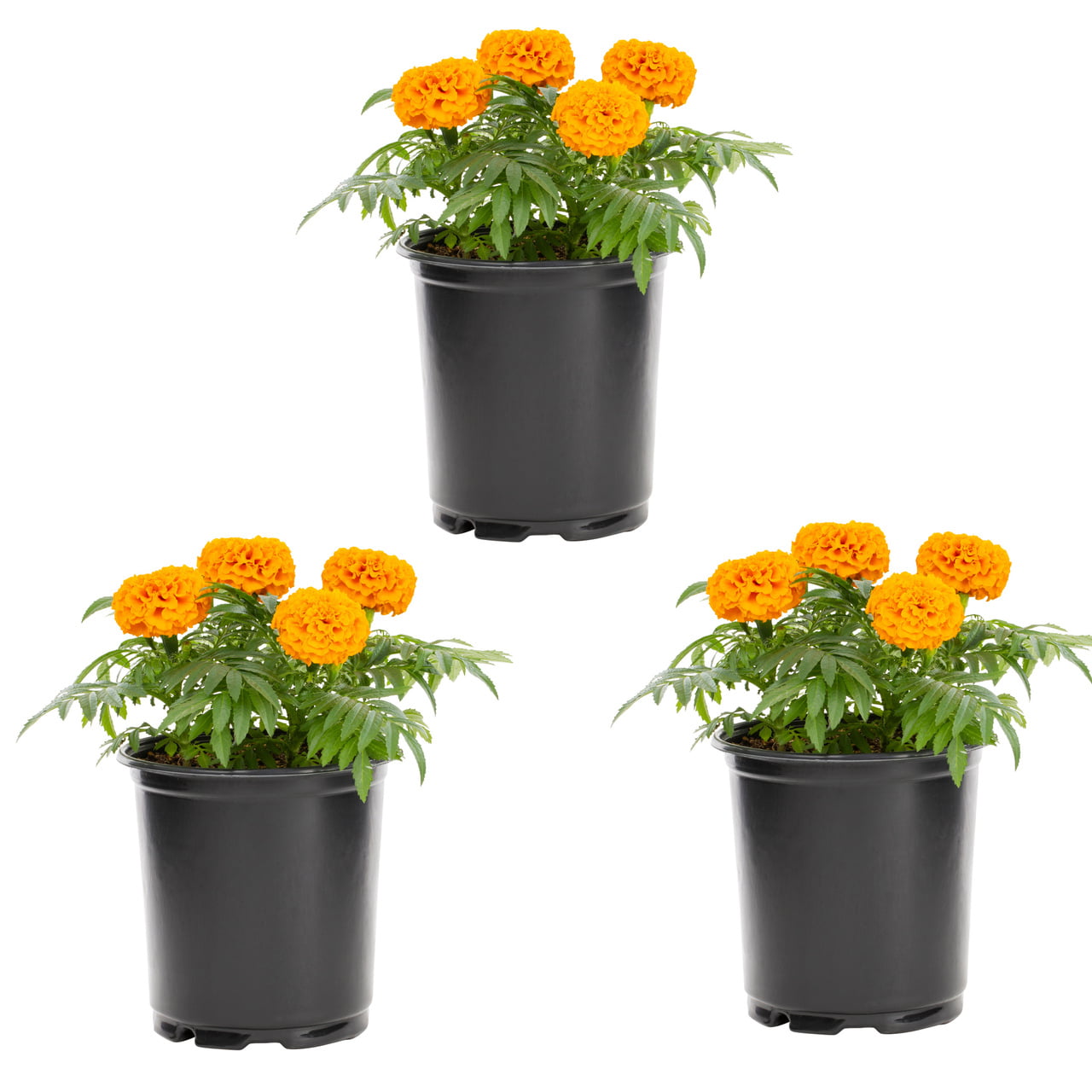 Expert Gardener 2.5QT Orange Marigold Live Plants (3 Count) with Grower Pots