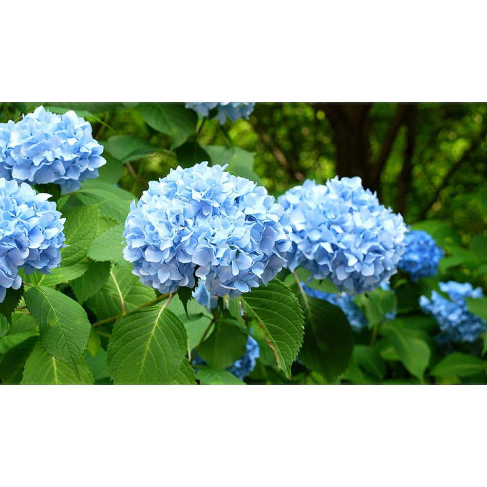 Pure Beauty Farms 1.9 Gal. Hydrangea Shrub Assorted Colors in 9.25 in. Designer Plastic Pot BOPIS2046