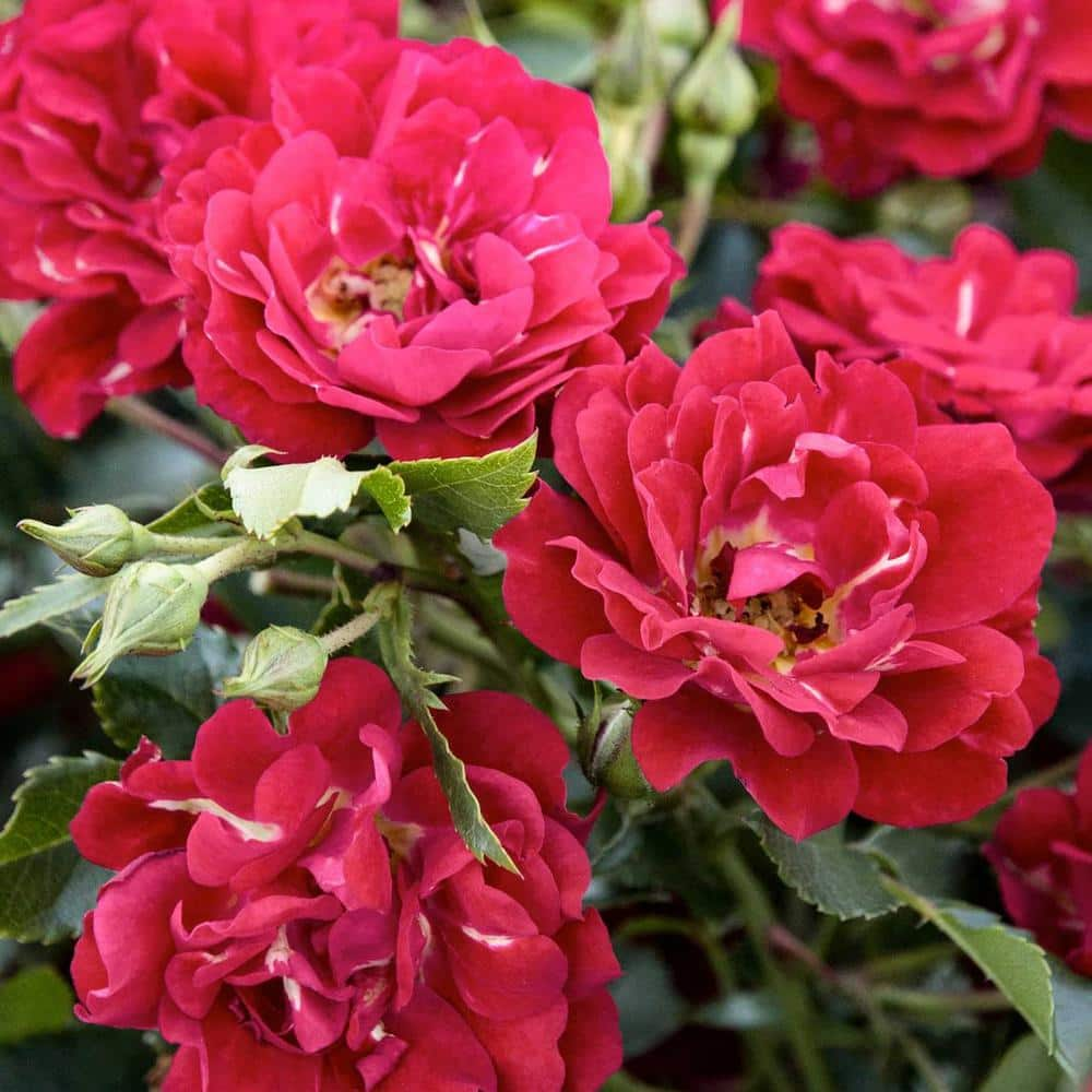 Drift 2 Gal. Red Drift Rose Bush with Red Flowers 13190