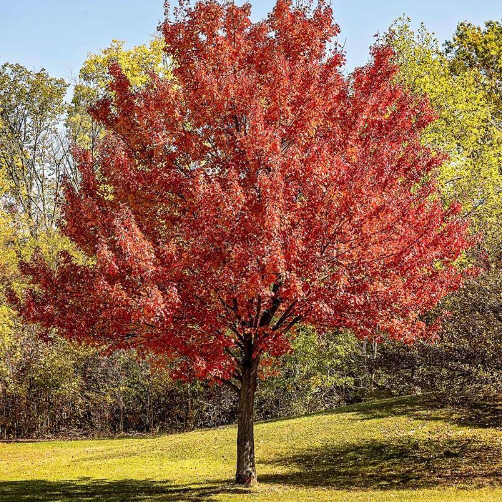 7 Gal. Red Maple Shade Tree MAPRED07G