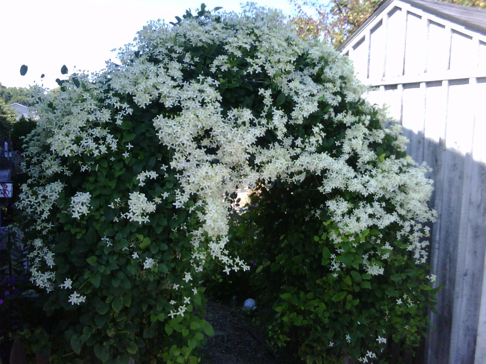 Sweet Autumn Clematis Vine  - Clematis paniculata - Fragrant - 2.5