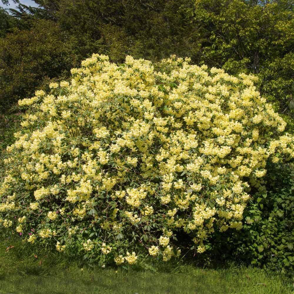 Brighter Blooms 3 Gal. Yellow Rhododendron Flowering Shrub RHO-YEL3