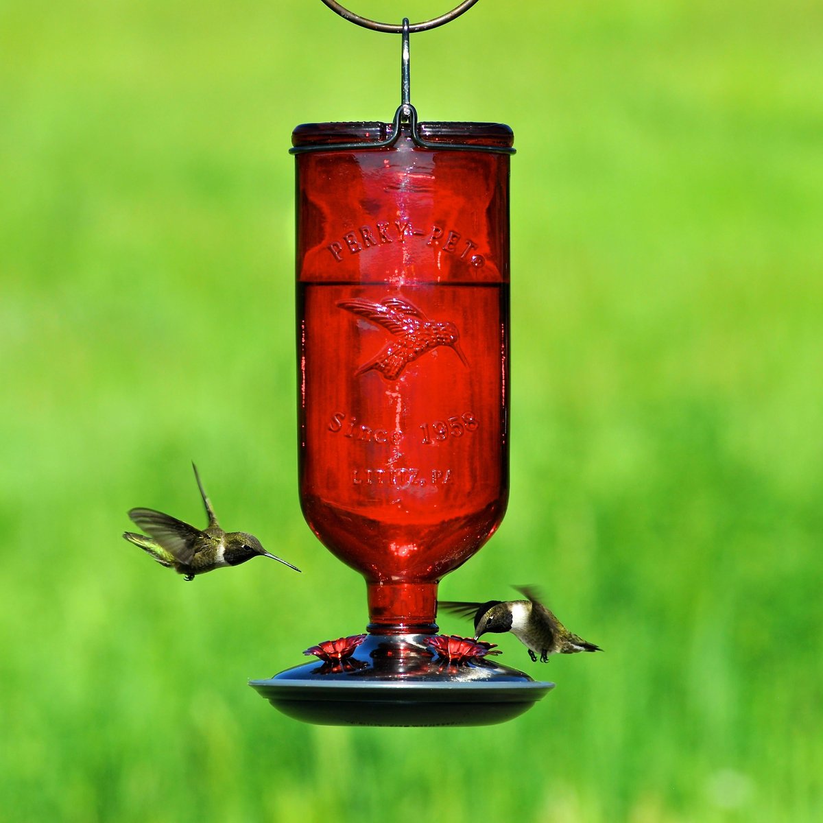 Perky-Pet Antique Bottle Hummingbird Feeder