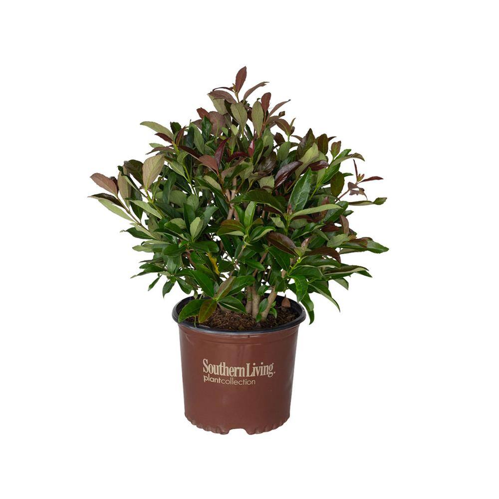 SOUTHERN LIVING 3 Gal. Coppertop Sweet Viburnum Shrub with Olive Green to Dark Red Evergreen Foliage 56863