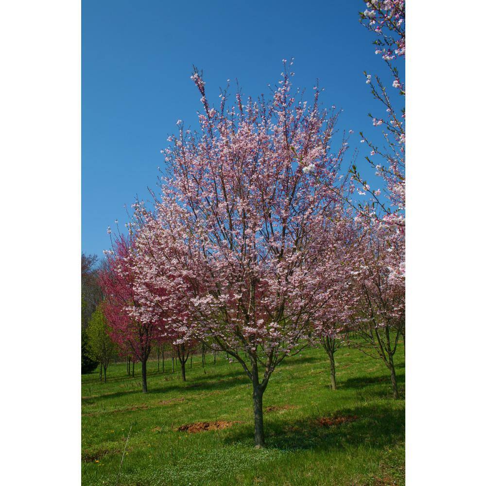 Online Orchards 3 ft. Autumnalis Cherry Blossom Tree with Twice Blooming Pink Flowers FLCH206