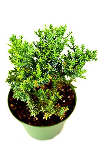 Juniper Procumbens Nana ~Bonsai Starter Plant~