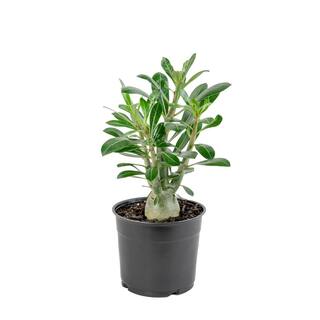 national PLANT NETWORK Desert Rose Assorted Mix (Adenium) in 4 in. Grower Containers (3-Plants) HD7730