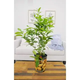 BELL NURSERY 1 Gal. Improved Meyer Lemon Tree Live Tropical Tree with White Flower to Yellow Fruit (1-Pack) LEMON1MEY1PK