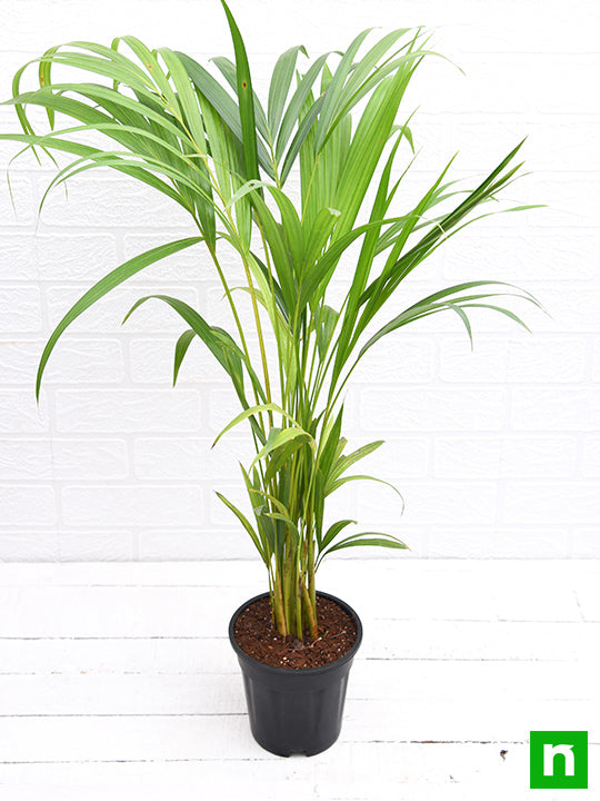 Areca Palm - Plant