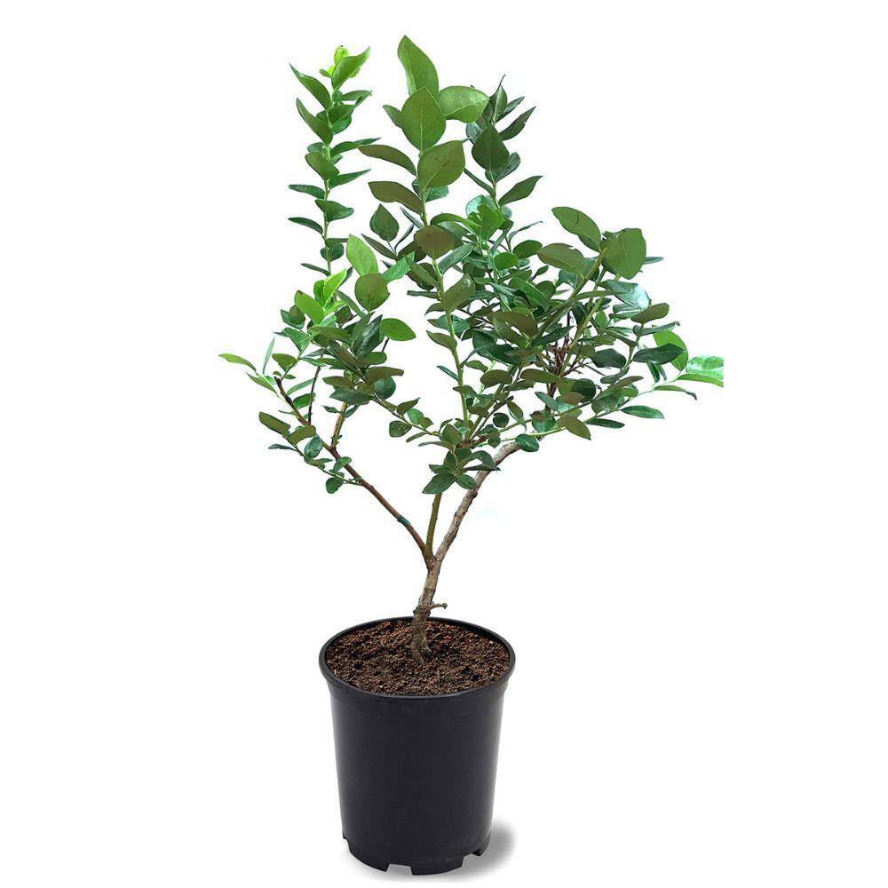 1 Gal. Home Bell Rabbiteye Blueberry Plant BLUHOM01G
