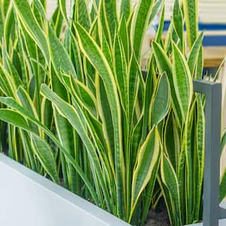 national PLANT NETWORK 6 in. Laurentii Snake Plant in 7 in. Matte Black Hyde Container HD4702