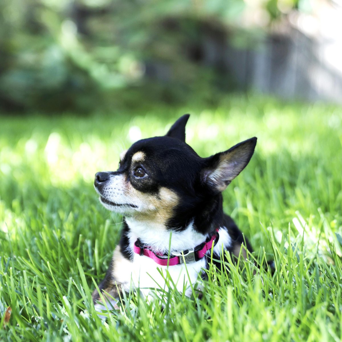 Mimi Green Engraved Buckle Ribbon Standard Cat and Dog Collar