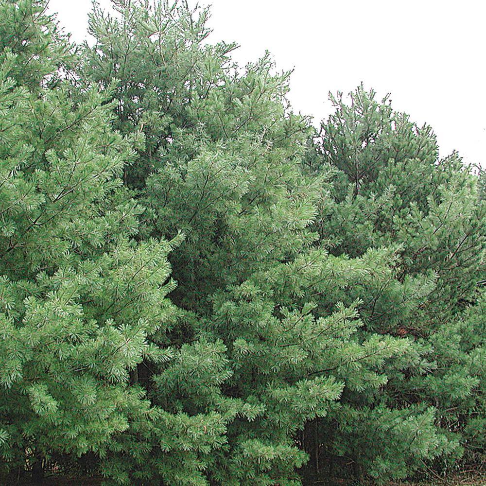 Spring Hill Nurseries 2.50 Qt. Pot Eastern White Pine Green Needled Foliage Live Evergreen Tree (1-Pack) 77100