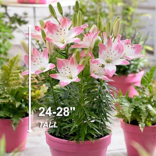 Garden State Bulb 14 cm16 cm Sugar Love Asiatic Lily Flower Bulbs (Bag of 10) ECS-49-10-01