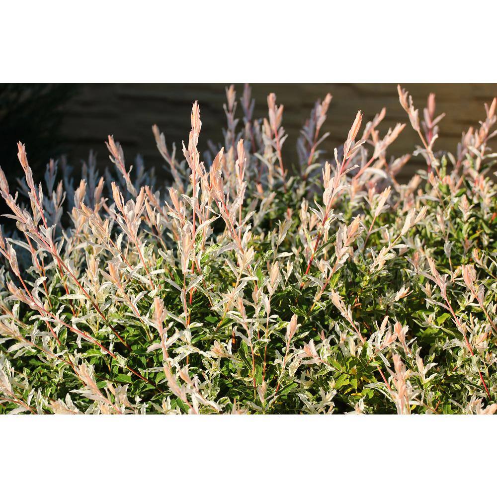 BELL NURSERY 3 Gal. Hakuro Nishiki Dappled Willow (Salix integra) Live Shrub Tree SALIX3HAK1PK