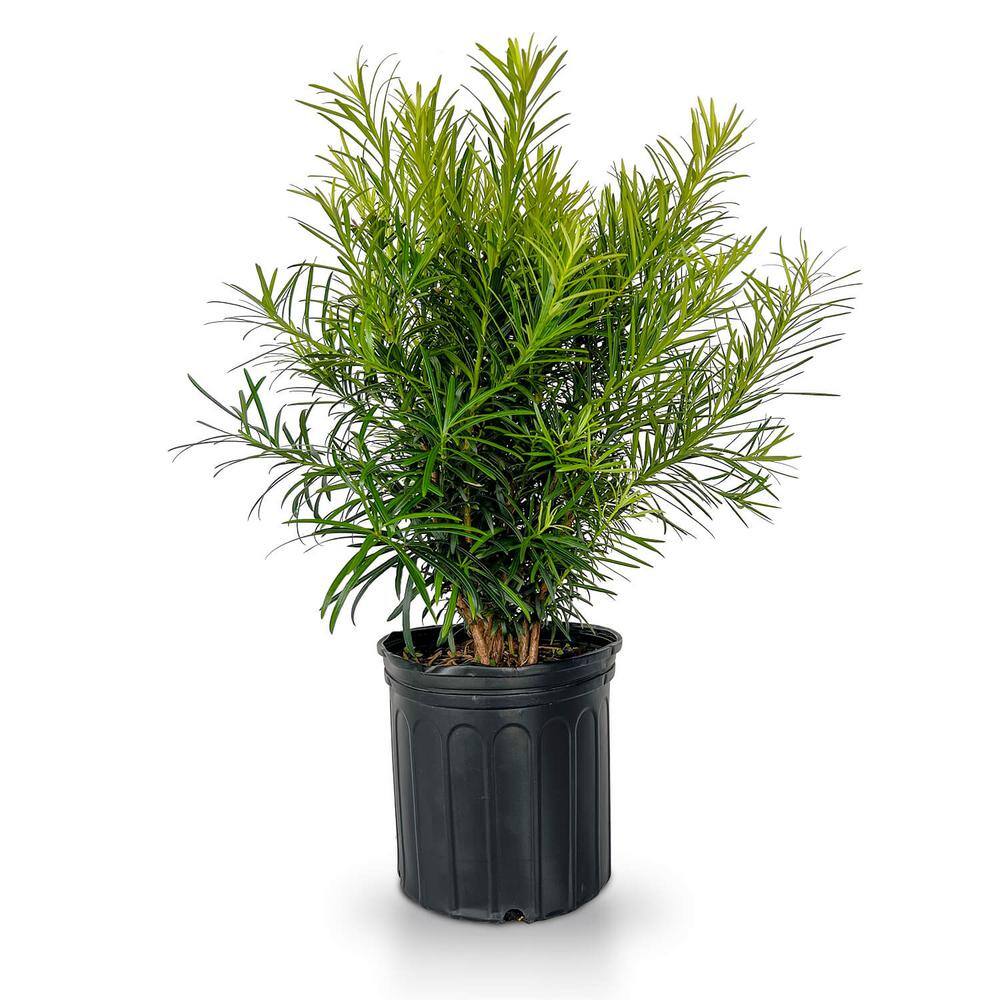 FLOWERWOOD 2.5 gal. Maki Podocarpus Macrophyllus Upright Evergreen Privacy Shrub 48413FL