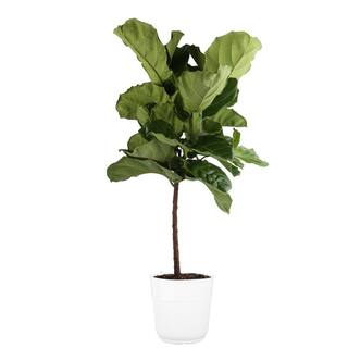 Costa Farms Ficus Lyrata Fiddle Leaf Fig Indoor Plant in 10 in. White Planter Average Shipping Height 3-4 ft. Tall CO.FL11.3.SEA